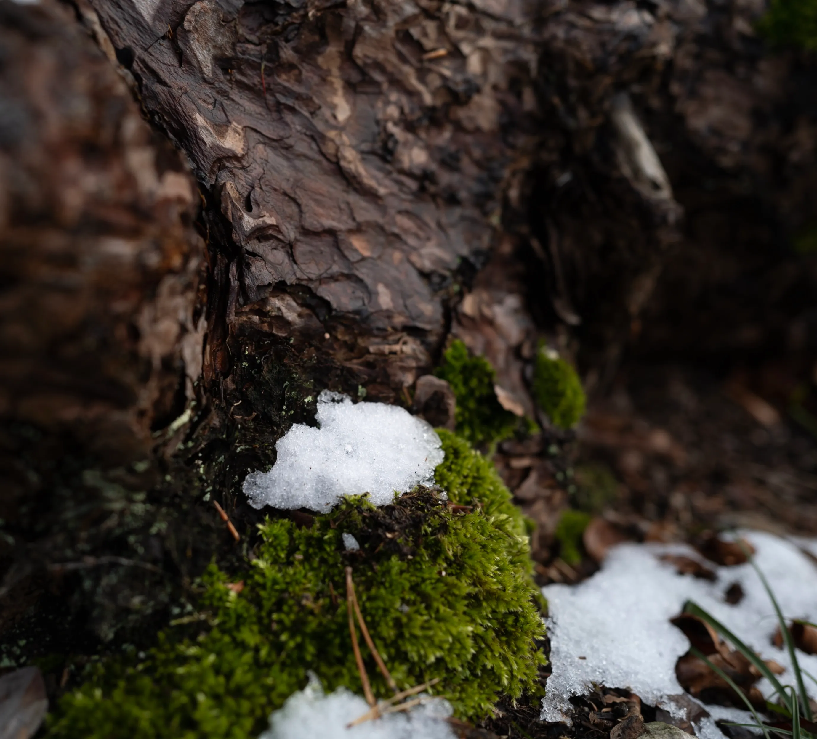 Why Scrum is not mandatory